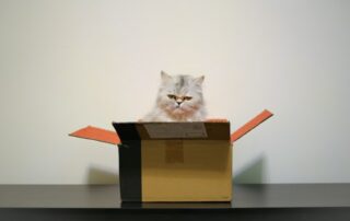 Kat verhuizen